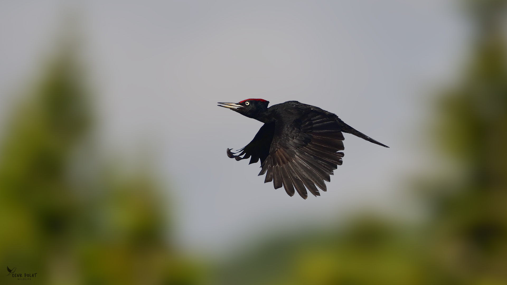 Black Woodpecker